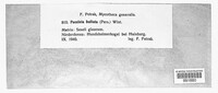Puccinia bullata image